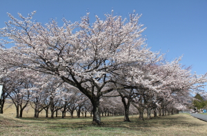 IMG_3056西門桜